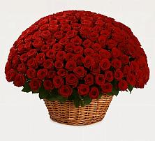 Премиум букет из: Розы в Талицах Ивановской области